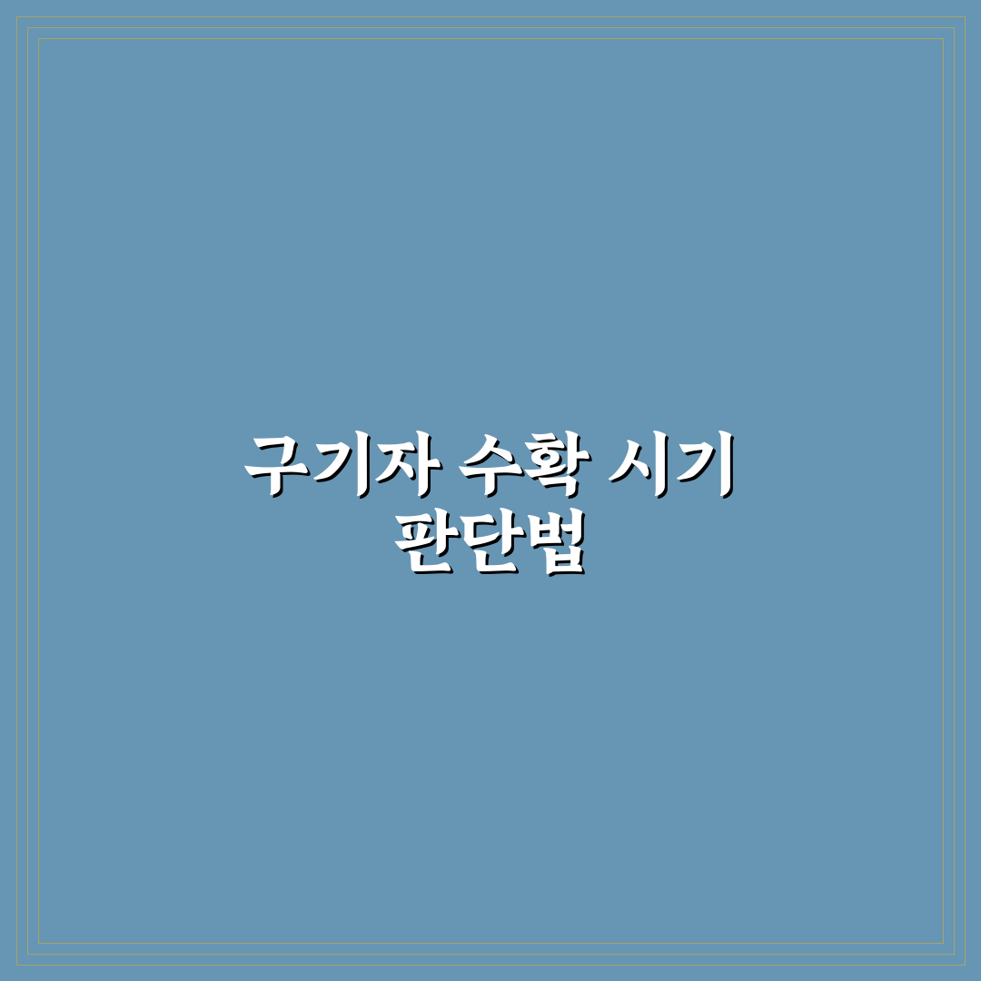 구기자수확시기 결정 위한 5가지 체크포인트와 기준 분석
